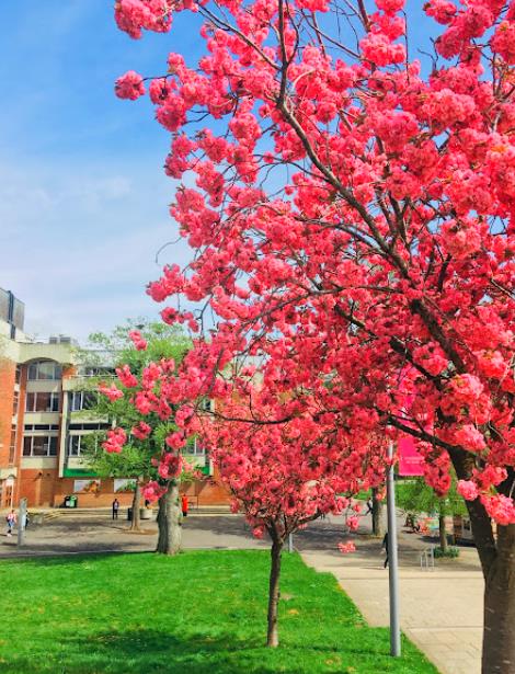 鹿儿岛大学申请条件